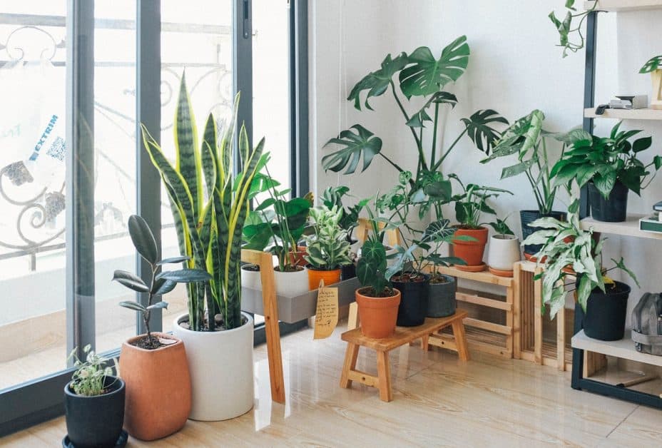 house plants in different sizes