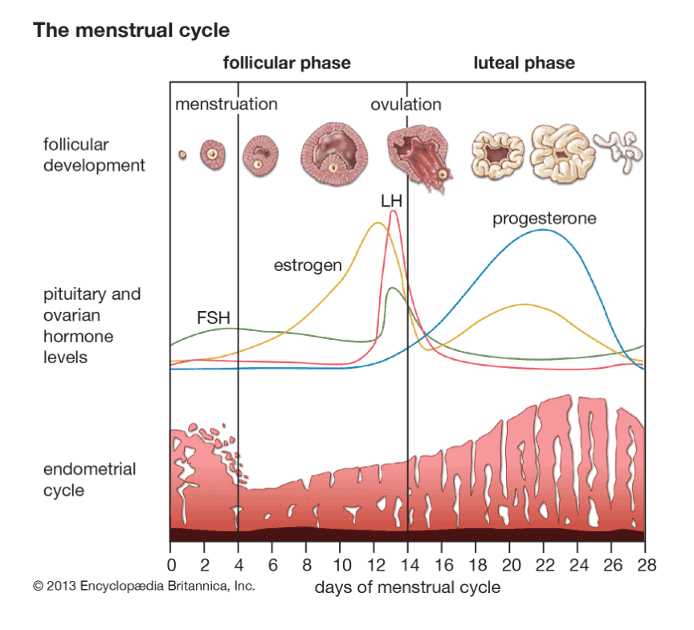 Why do I have irregular periods?