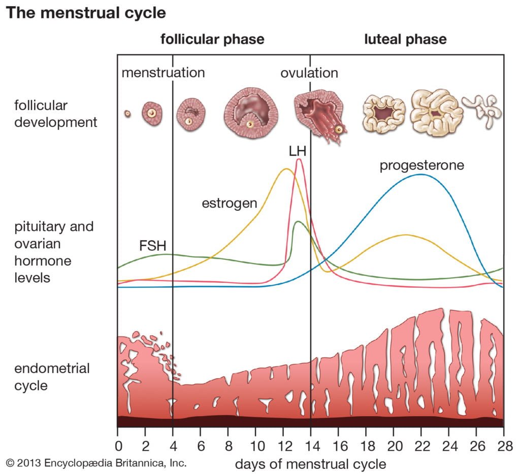 Phases Of The Menstrual Cycle Ovulation 2194