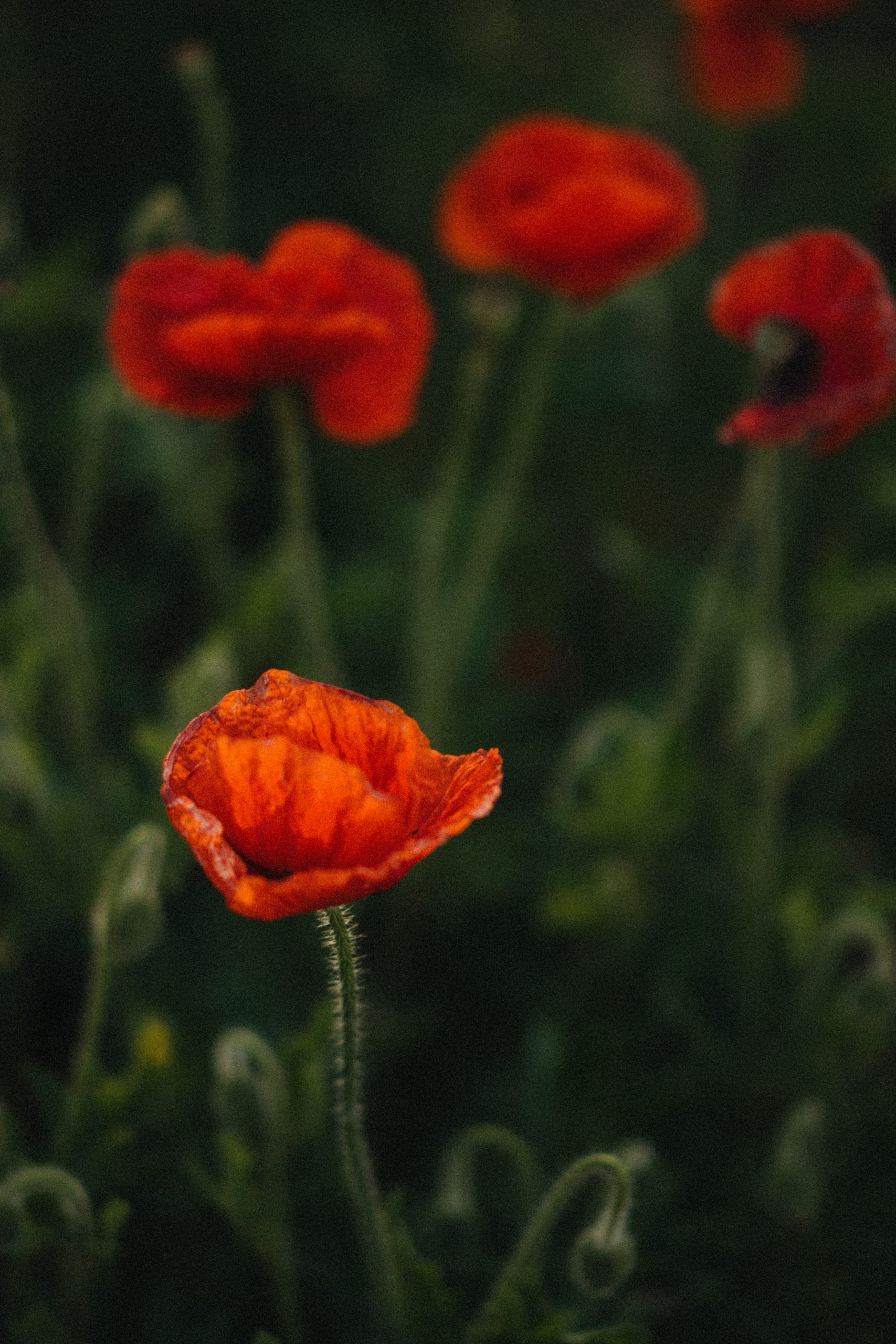 poppy flowers